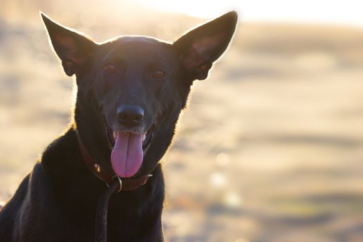 happy black dog on the beach. close up