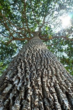 Tree in Park.