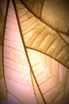 Water Drop on Leaf, Selective Focus in Vintage Style.