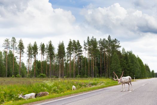 Reindeers on the road