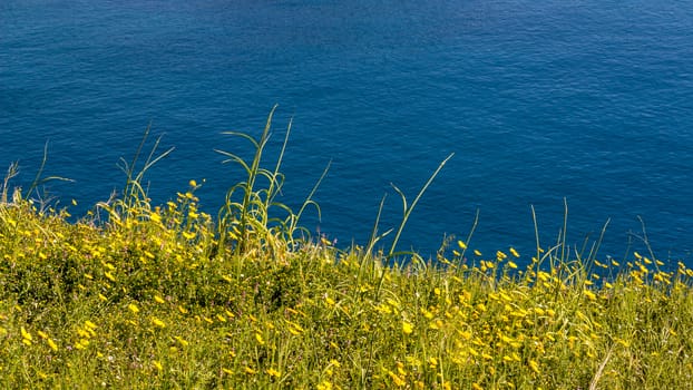 Fresh green grass on bright sunny day and sea in the background.