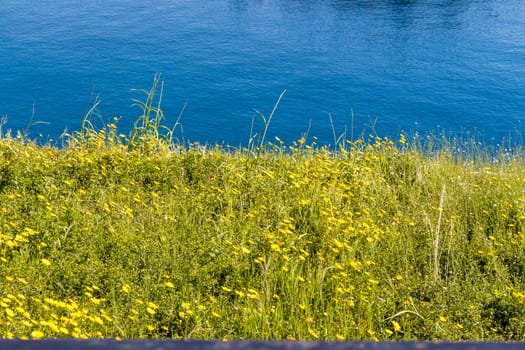 Fresh green grass on bright sunny day and sea in the background.