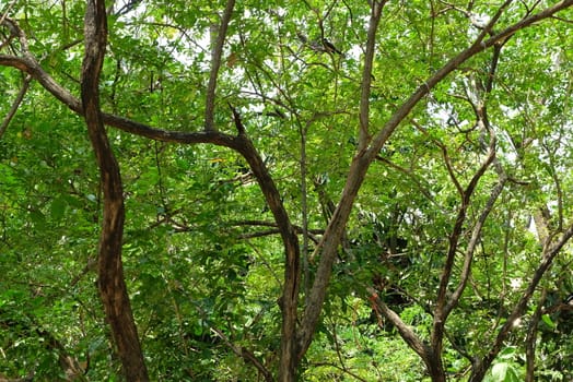 Scenery of Tree in the Park Background.