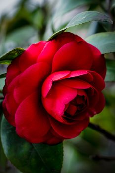 A red rose on the tree in blurred background