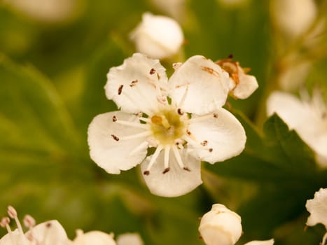 a beautiful white flower head close up macro in spring on a tree white in spring light