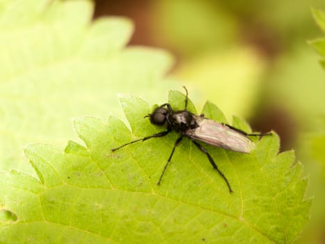 big black fly with wings eyes and legs on leaf outside in shade and leaves in light in spring