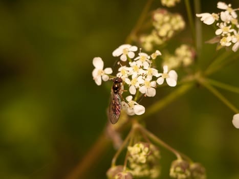 a fly with wings and head and body in close detail macro eating cow parsley flower heads natural in spring light