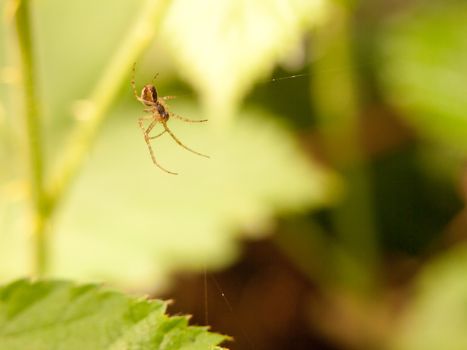 a spider hanging down near its web waiting for food flies insects and prey to eat shaded outside in the forest in spring plants