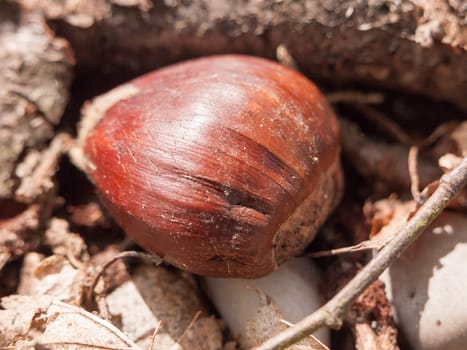 a chestnut on the ground in spring autumn food for birds close up detail brown texture and pattern detail in day light