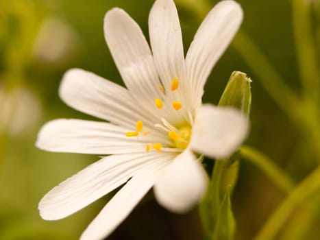 a gorgeous crisp small flower head white with yellow centre macro in forest blur background in spring light