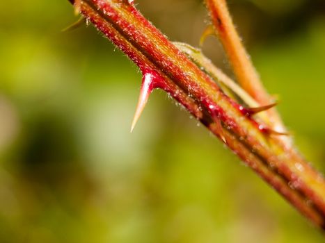 extreme close up on a thorn on a red and hairy branch outside in the forest macro and blur background