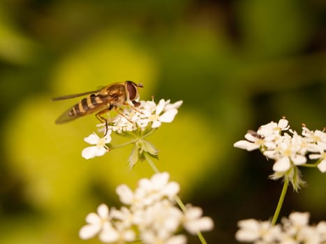 a stripe bug seen from the side close up eyes body and wings eating the pollen from some cow parsley outside in spring light sharp and crisp stripey and striped yellow and black with big eyes