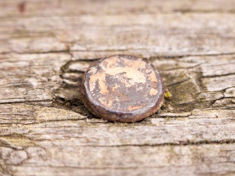 old and rust screwhead close up macro inside decayed wood detail brown rot