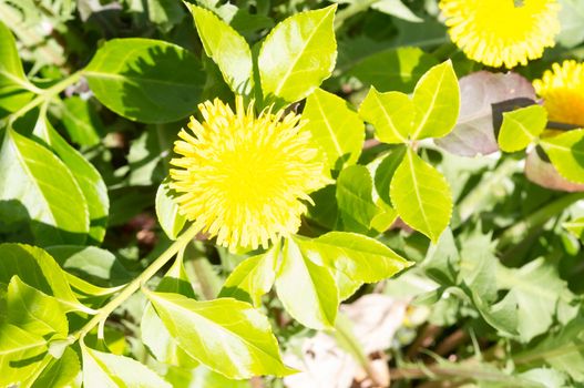 An artistic photo of a yellow flower in a garden.