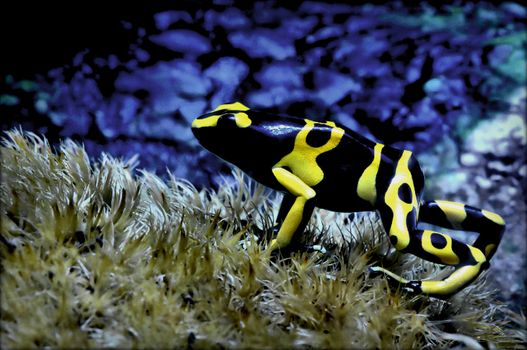 A close-up of a Yellow-Banded Poison Dart Frog getting ready to jump with a blue background.