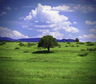 A lonely green tree in an open grassy field under a blue sky with clouds