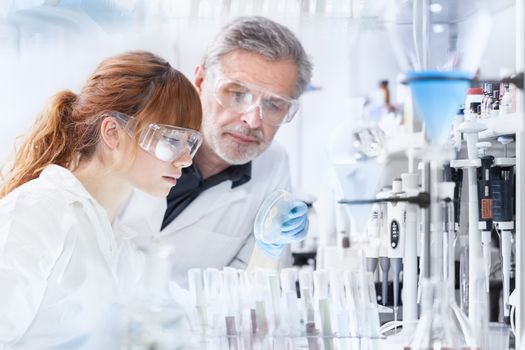 Attractive young female scientist and her senior male supervisor looking at the cell colony grown in the petri dish in the life science research laboratory.