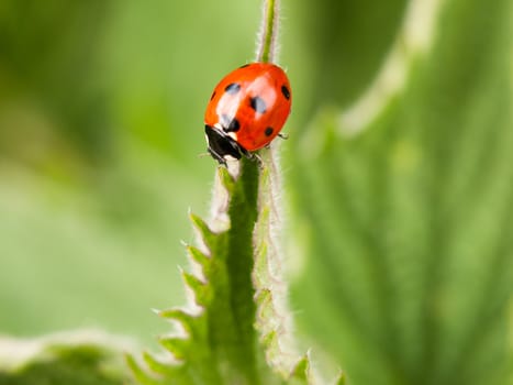 red ladybird walking on a leaf close up