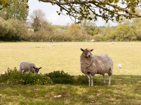 a female mother sheep and her young lamb under a tree in shade and eating the grass and flowers