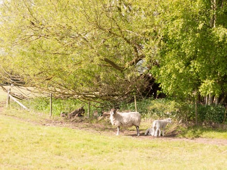 a sheep and lambs resting under a tree and shrubs in the shade looking at the camera cute