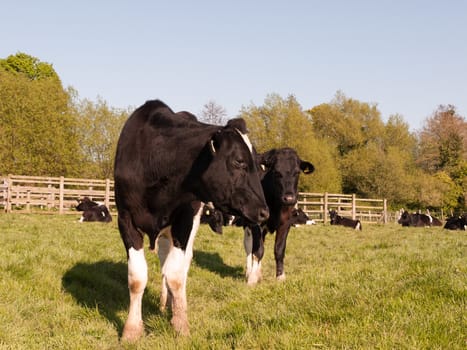 two cows close up looking at the camera investigating and curious black and white cute with clear eyes and detail