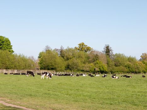 cows grazing outside eating lush grass plenty and cute far off 