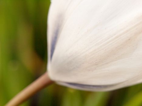 a close up of the texture of a white flower head rose