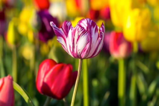 White Tulip flower with pink stripes in bloom at a colorful field of tulips in Spring Season