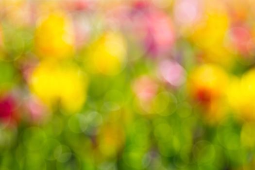 Fields of colorful tulip flowers in sunlight blooming blurred defocsed bokeh background