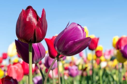 Velvet red and ppurple tulip flowers in fields of tulips closeup on a sunny blue sky day