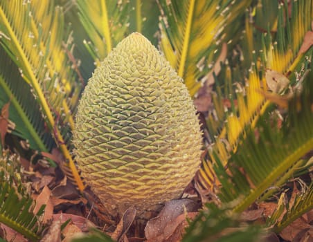 Close up of Australian natural cycad native plant