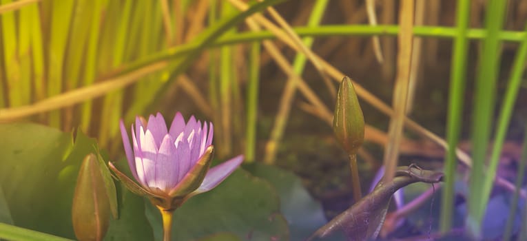 Natural purple Lotus Waterlily growing in pond in sunlight panorama