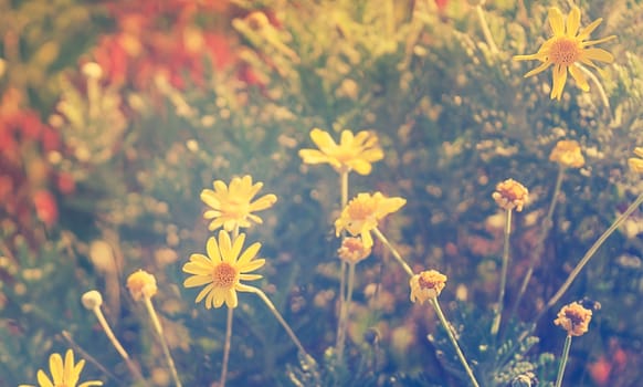 sunlight on yellow summer daisy flowers growing in garden