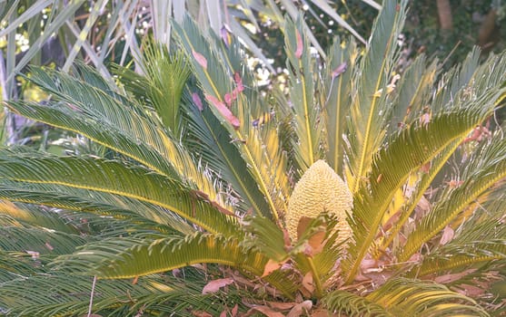 Close up of Australian natural cycad native plant