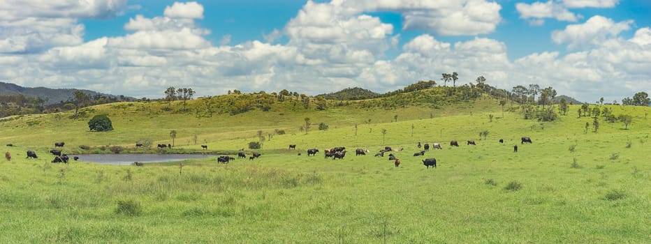 Panoramic view of Australian rural landscape with cows water green grass and blue cloudy sky