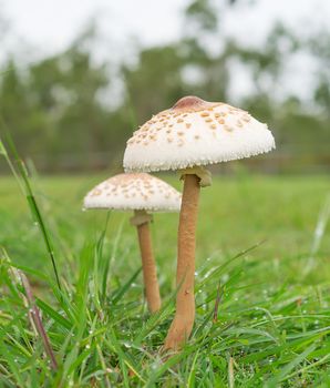 Two 2 wild mushrooms growing in wet green grassy field after rain