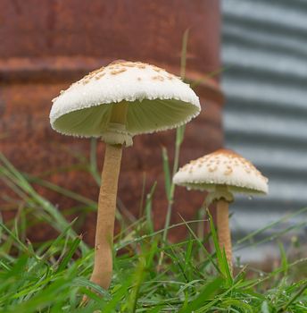 Wet weather, two 2 mushrooms growing after rain