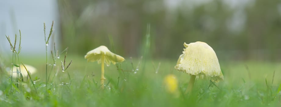 Rainy day with yellow mushrooms growing in green grass during wet weather panorama