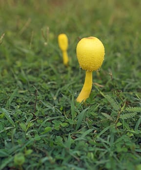 Poisonous yellow Mushroom Leucocoprinus birnbaumii, a flowerpot mushroom fungi growing in grass after rain