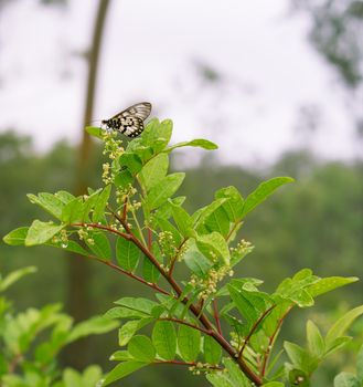 Australian Glasswing butterfly on flower of Broad Leaf Pepper Tree Schinus terebinthifolius in wet rainy weather with raindrops