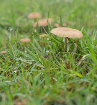 Tiny living mushrooms and raindrops in wet green grass after rainy weather