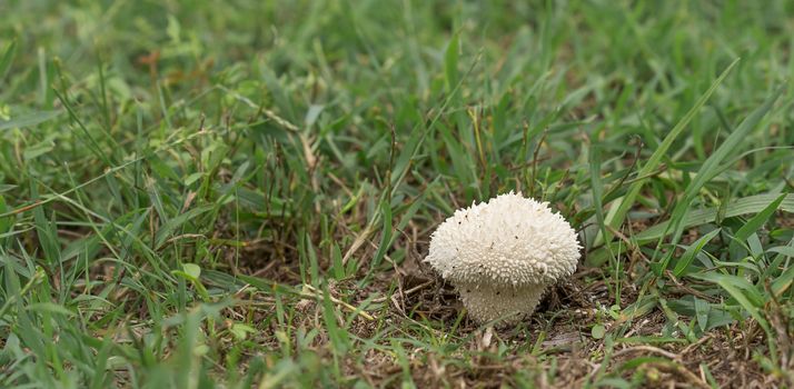 Australian white spiny Puffball Mushroom Fungus Vascellum curtissii emerging after rainy weather