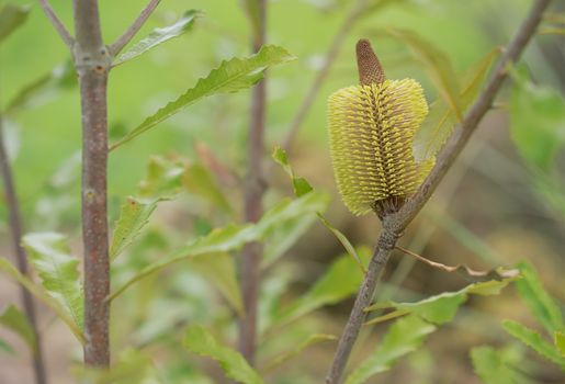 Flower of Banksia serrata Australian native tree growing in autumn