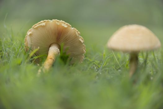 Mushrooms in wet green grass landscape after rain weather showing gills and stem
