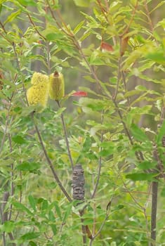 Australiana with the flower of Banksia serrata Australian native tree growing in autumn