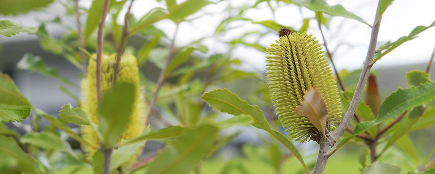 Australian bush native tree panorama, Banksia serrata flowers in autumn