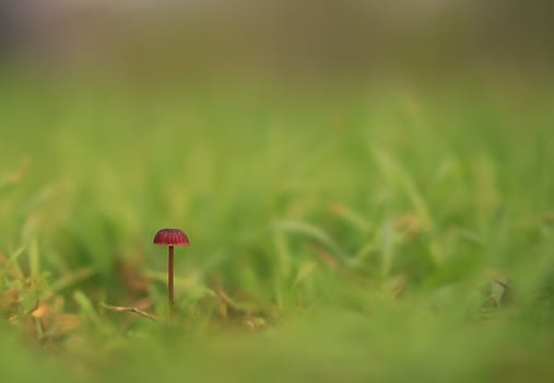 A single solitary mushroom in the field, an example of minimalism in photography