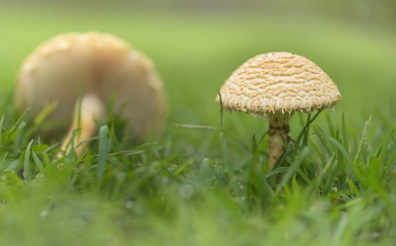 Fresh live mushrooms emerging in lush green wet grass in an Australian field  after summer rain 