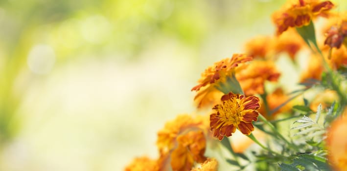 Bright golden calendula marigolds for greeting card background for condolence, funeral, love, care and remembrance  