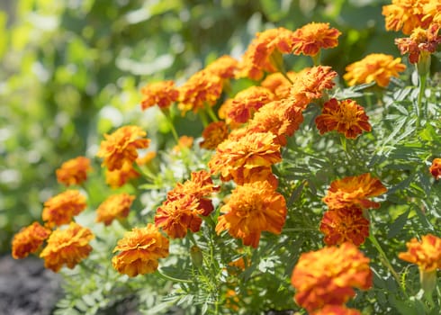 Nutritious edible flowers, golden marigolds growing in the garden in autumn